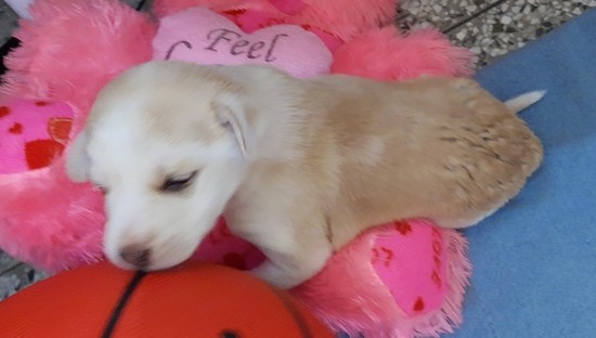 A tiny tan and white puppy with a brown nose sleeping on hot pink toys with her nose on an orange basketball.