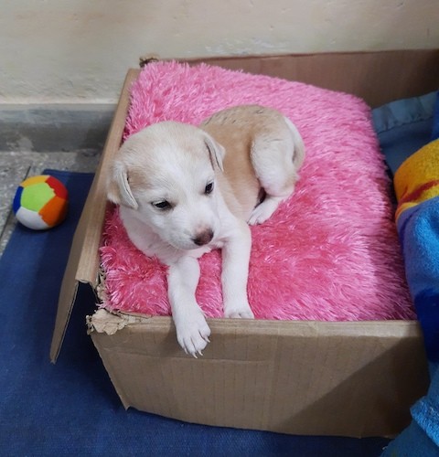 A small tan and white puppy laying down in a brown cardboard box on top of a hot pink pillow.