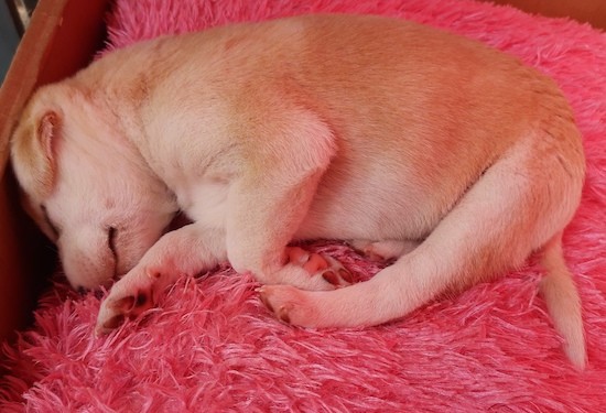 A small tan and white puppy with small fold over ears sleeping on a hot pink pillow inside of a cardboard box.
