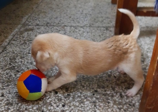 A small tan and white puppy playing with a colorful toy ball on a gray tiled floor.