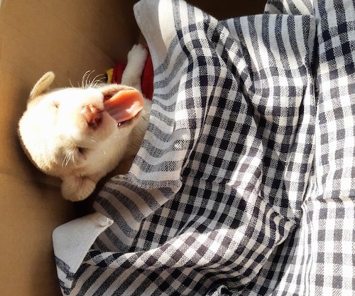 A tiny little tan and white puppy yawning inside of a cardboard box with a black and white blanket covering him.