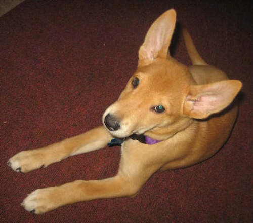 Front side view of an orange colored dog with very large prick ears, dark eyes and a long muzzle with a black nose laying down on a red carpet