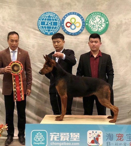 A black and brown dog at a dog show standing on a platform with three men standing around her getting their picture taken with a large red ribbon