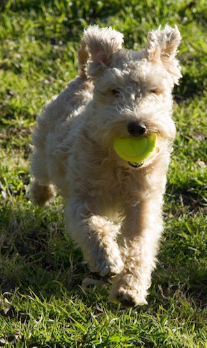 A curly coated tan colored dog running through the grass with a green tennis ball in her mouth wiht her ears flying backwards