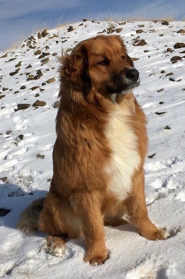 A large breed, thick coated, brown dog with a white belly and black nose sitting down outside near the top of a snowy hill.