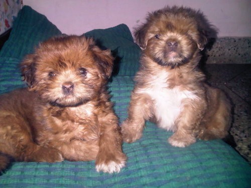 Two little fluffy tan puppies, one with a white chest, sitting and laying on person's blue and green bed.