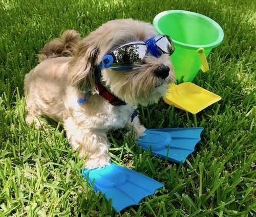 A little tan, wavy coated dog wearing flippers on his front paws with black and blue sunglasses with a green bucket and yellow shovel next to him while outside in grass
