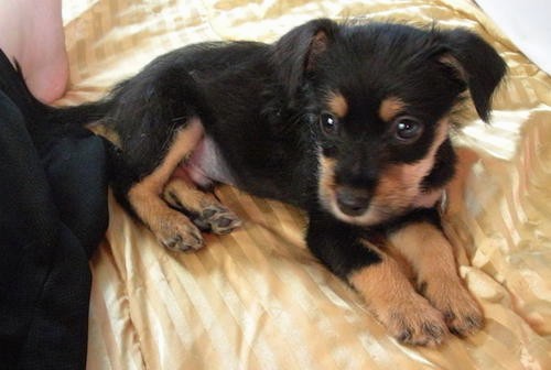 A small black and tan puppy with ears that fold over to the sides laying down on a person's bed on top of a shiny, striped, yellow sheet