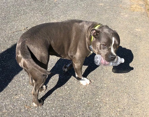 A gray muscular dog carrying an empty water bottle in her mouth while curled in a U outside in a driveway