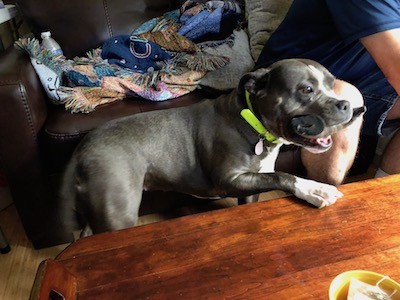 Side view of a gray and white muscular, short haired dog with a horn in her mouth and a paw on a brown wooden coffee table that has a cup of tea on it with a person sitting on a couch next to the dog