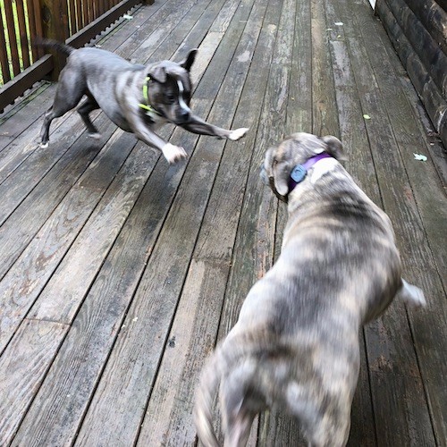 A thick bodied gray and white dog leaping into the air in front of a gray brindle pit bull dog playing on a wooden deck outside