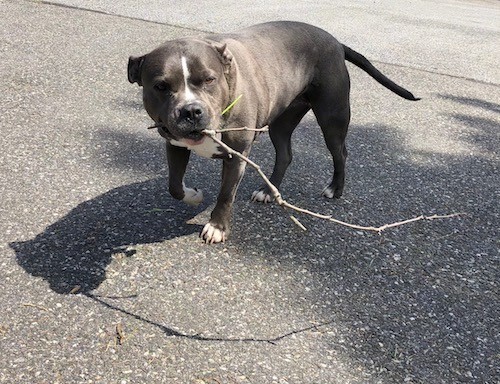 A gray muscular dog carrying a long stick across a driveway