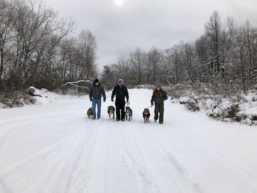 Four dogs, a red nose and three blue nose pit bulls being walked by three people down a snowy road