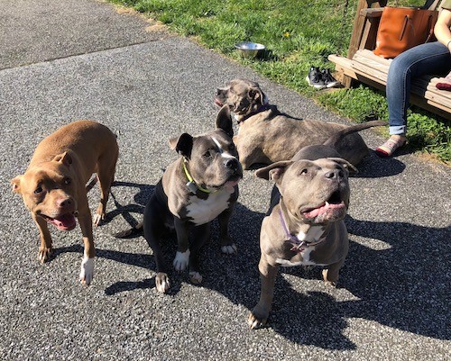 Four dogs, a red nose and three blue nose pit bulls outside in a driveway next to a person sitting on a bench