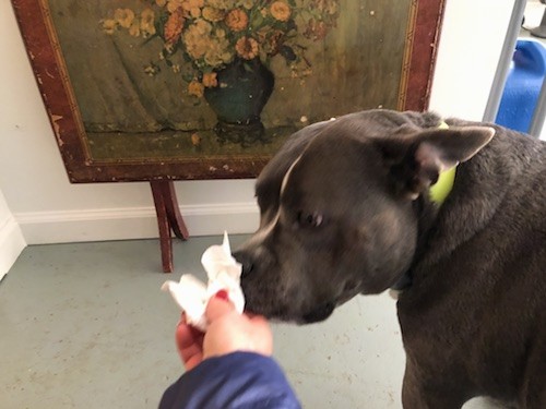 Head shot of a large gray and white dog sniffing a paper towel in front of an old card table that has a painted flower on it