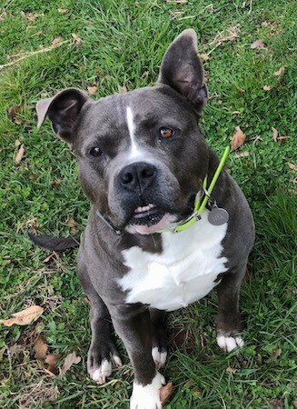 A thick, wide-chested, muscular gray dog with a white blaze down her face, a white chest and white paws, one ear up and one ear bent over at the tip sitting in grass looking up