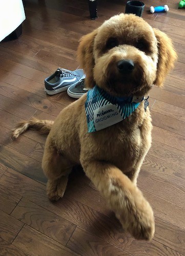 A brown teddy-bear, soft-looking dog sitting down with one paw up in the air wearing a teal -blue Petsmart Grooming bandana sitting on a hardwood floor.