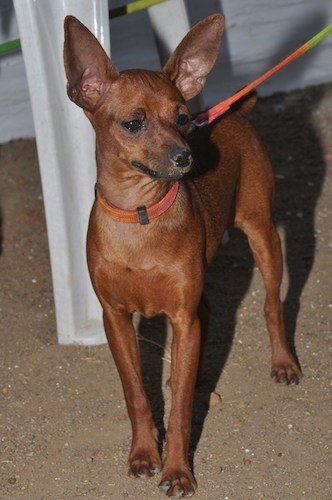 A perk-eared, red Miniature Pinscher standing on a dirt floor looking to the right