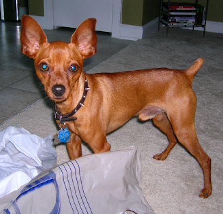 A shiny-coated small breed dog with a red coat and large ears that stand up standing in front of plastic bags