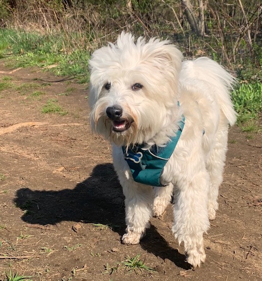 A small white wavy coated dog wearing a teal harness outside on a dirt trail.