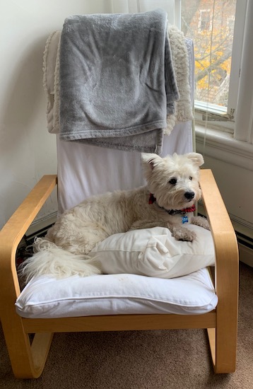 A little white dog with a soft coat laying down on a wooden rocking chair