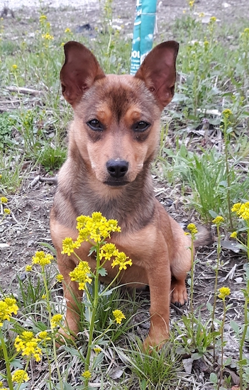 A little tan dog with prick ears that stand up with dark almond shaped eyes sitting down in front of yellow flowers outside
