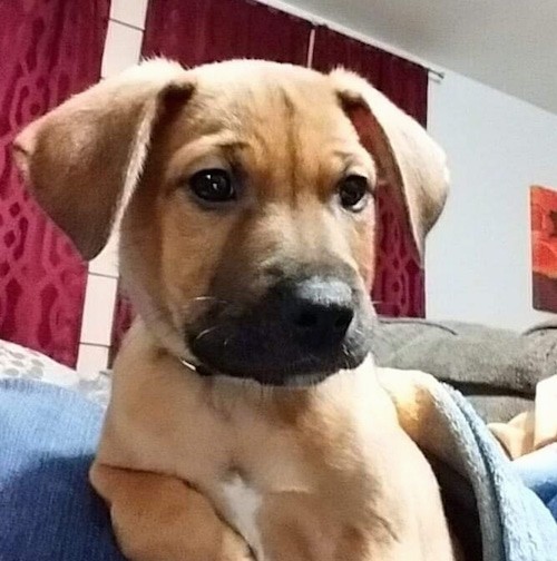 Front view head shot of a tan puppy with a black muzzle, ears that hang to the sides sitting down on a couch next to a blue blanket