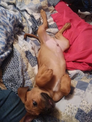 A large breed tan with black puppy laying upside down showing his belly on top of blankets on a person's bed