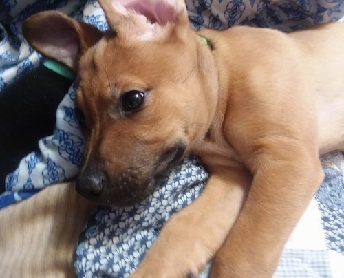 A small shorthaired, tan puppy with a black muzzle laying down with his drop ears standing up from laying on his side