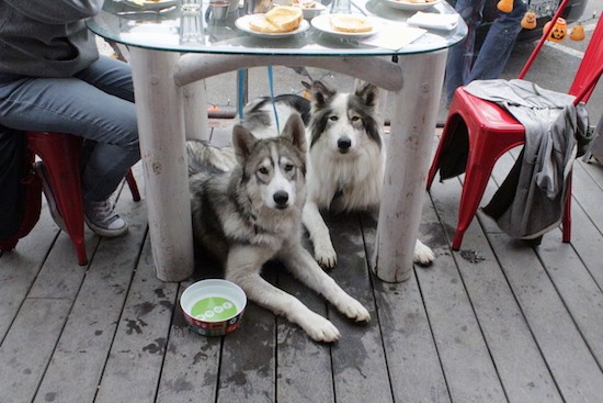 Two large breed dogs under a table outside on a deck while people eat lunch at the table sitting in red chairs
