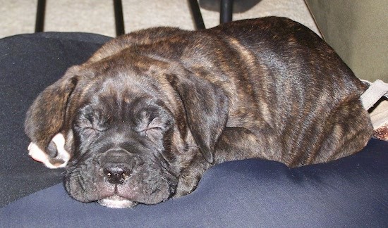 A small, but thick, extra skinned, wrinkly little, brown brindle large breed puppy sleeping on a blue bed