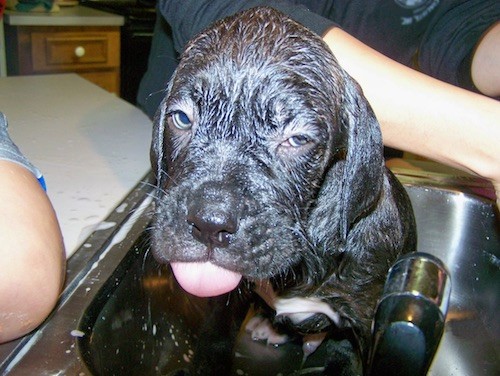 A wet black puppy sitting in a sink with his little tongue showing and tired looking eyes