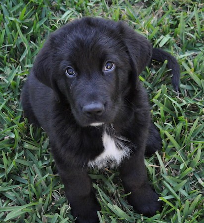 A little black, thick coated puppy with white on her chest, dark eyes, ears that hang to the sides, a big head, thick body and big black nose sitting down in grass looking up