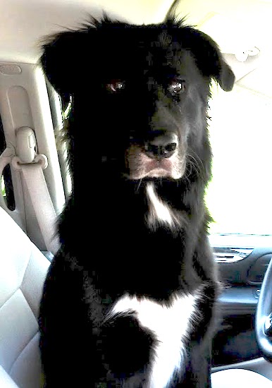 A large breed black dog with white patches on his chest sitting in the front seat of a car