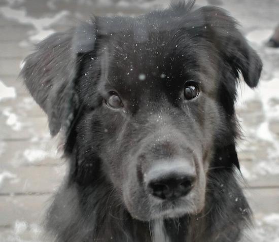 Close up head shot of a large black dog with snow falling on his face sitting outside on a deck
