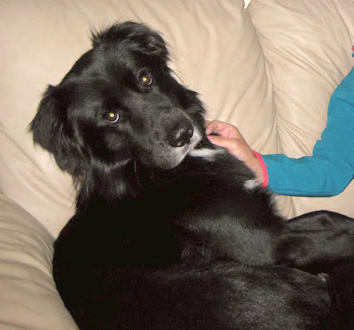 A large breed black dog with a big head and dark round eyes and a black nose laying down on a tan couch