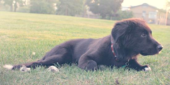 A black puppy with fluffy ears that hang down to the sides, and white tipped paws and tail laying down in grass