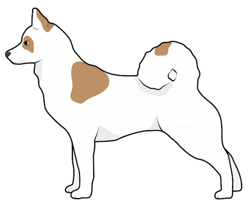 Side view of a white dog with brown patches, a thiick tail that curls up over its back, perk ears, a black nose and dark eyes standing up