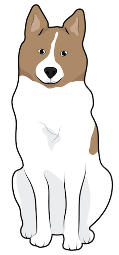 A drawing of a thick coated, brown and white dog with perk ears and a black nose sitting down