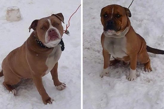 Two thick, muscular tan and white dogs with wide chests and big heads sitting down in snow.