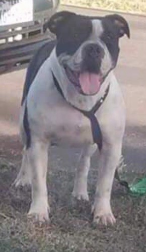 A thick, large breed black and white short haired, muscular dog with a large head standing outside.