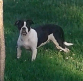 A wide-chested black and white bully type dog standing outside in grass.