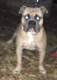 Front view if a wide-chested, tan dog with a black muzzle and a large head standing outside at night.