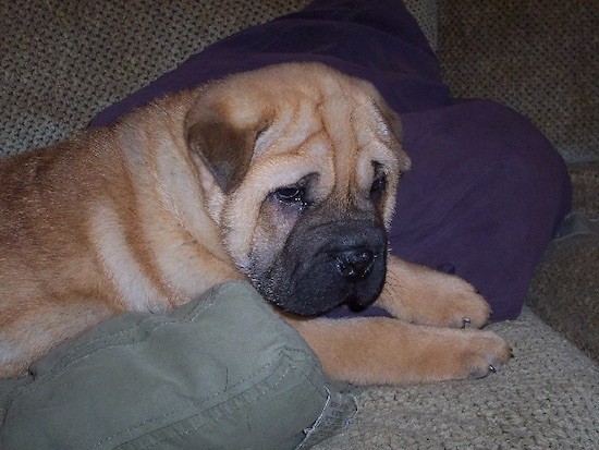 A little tan puppy with a wrinkly body that has a lot of extra skin, and a black boxy muzzle laying down on a couch.