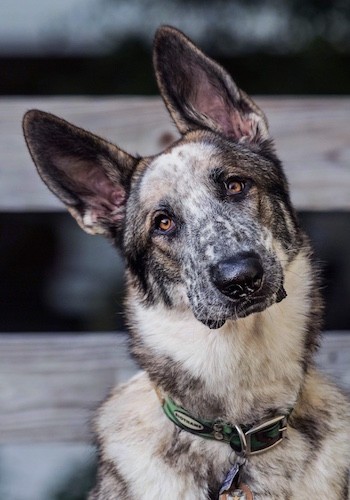 Close up head shot of a white, brown, gray, black and tan shepherd dog with large perk ears and a big black nose.