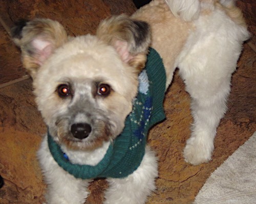 A tan and white shaved dog with small ears that stand up and fold over at the tips, round dark eyes and a black nose wearing a green sweater standing inside of a house on a brown tiled floor