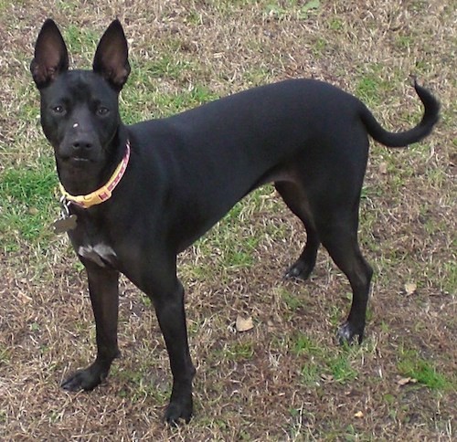 A black dog with large prick ears, a black nose and dark eyes with a little white on her chest and tips of her paws standing in grass