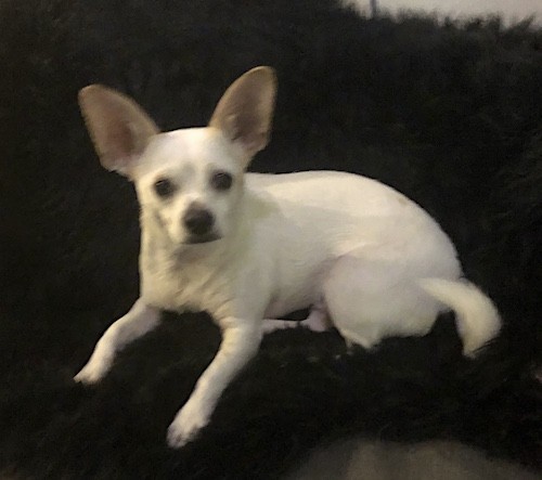A small, pure white dog with very large ears laying down on a black blanket