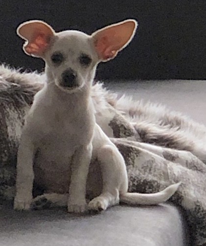 A little white puppy with large ears sitting on a furry blanket on a couch