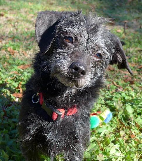 A little scruffy black and gray dog with soft ears that hang to the sides, brown eyes and a black nose sitting in grass